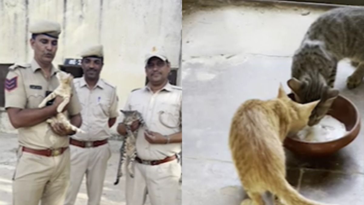 कैट्स आर्मी के साहस की कहानी