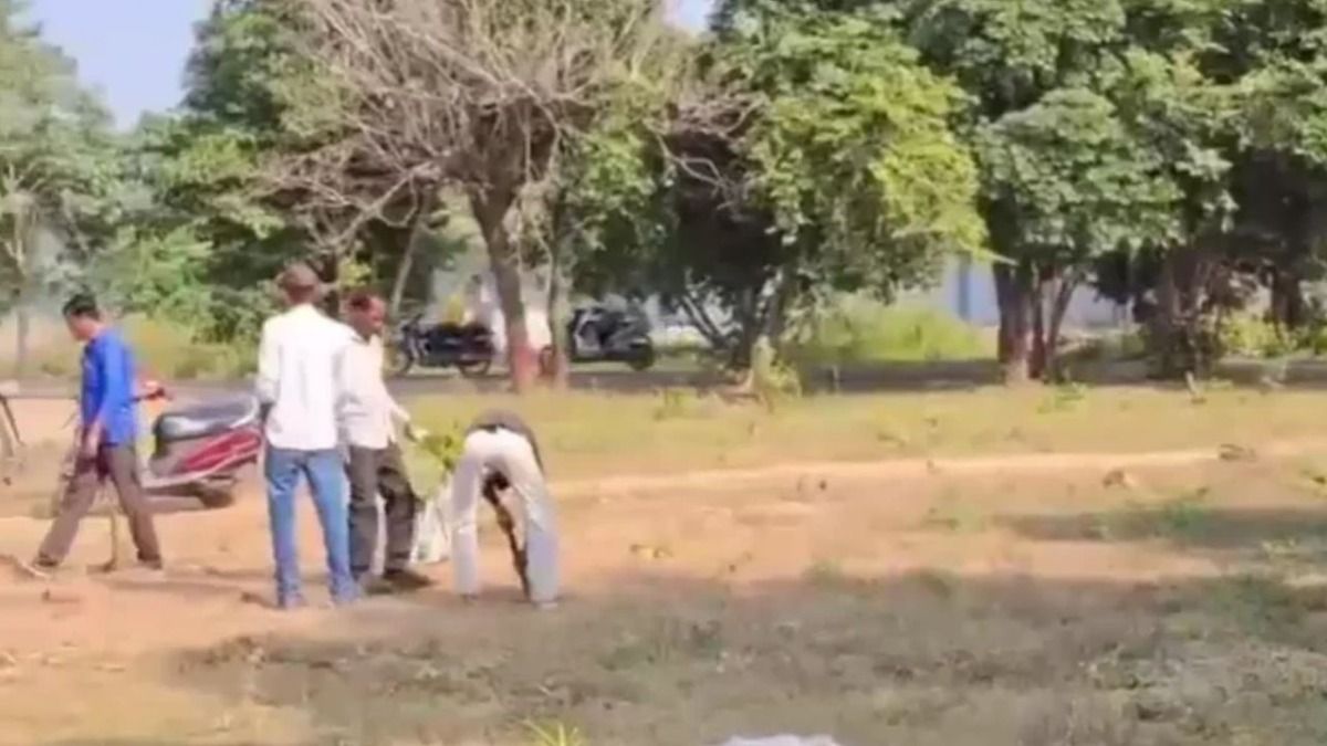 रावण दहन के लिए उखाड़ने पड़ रहे पेड़.
