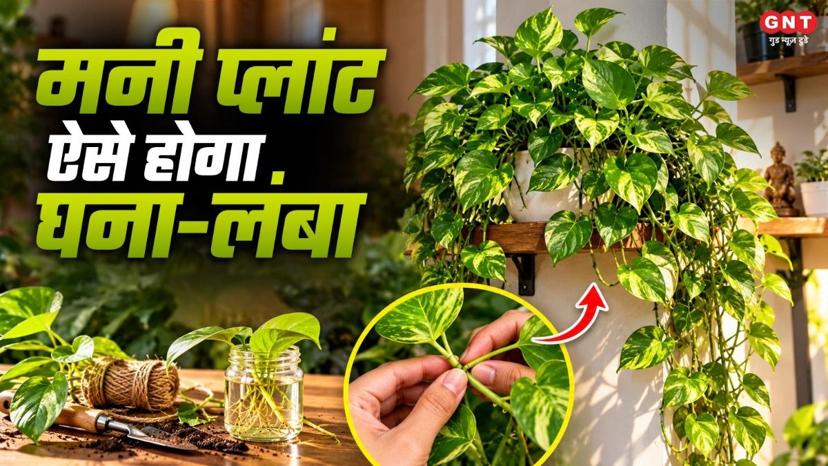 Money Plant Care Tips