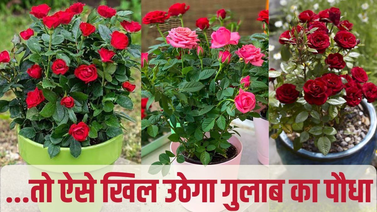 Rose Plant Care Tips