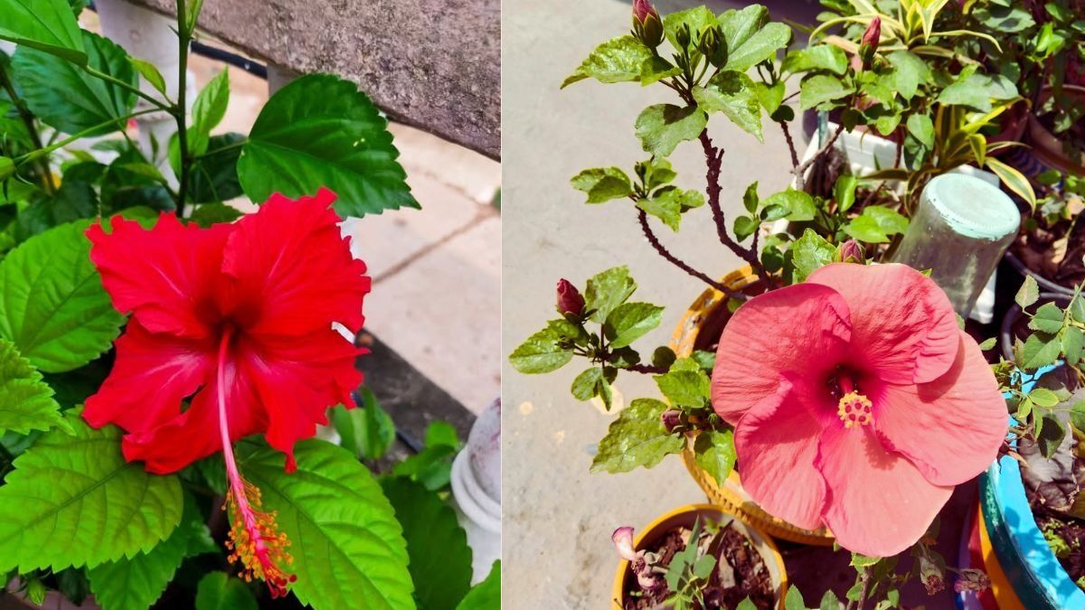 Gudhal Flower  