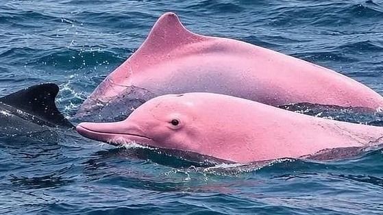  pink dolphin