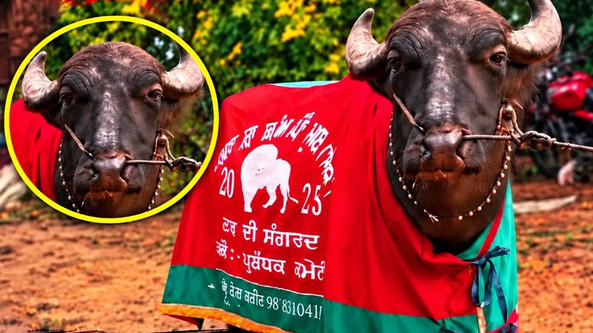 चोरी हुए भैंसे की तस्वीर