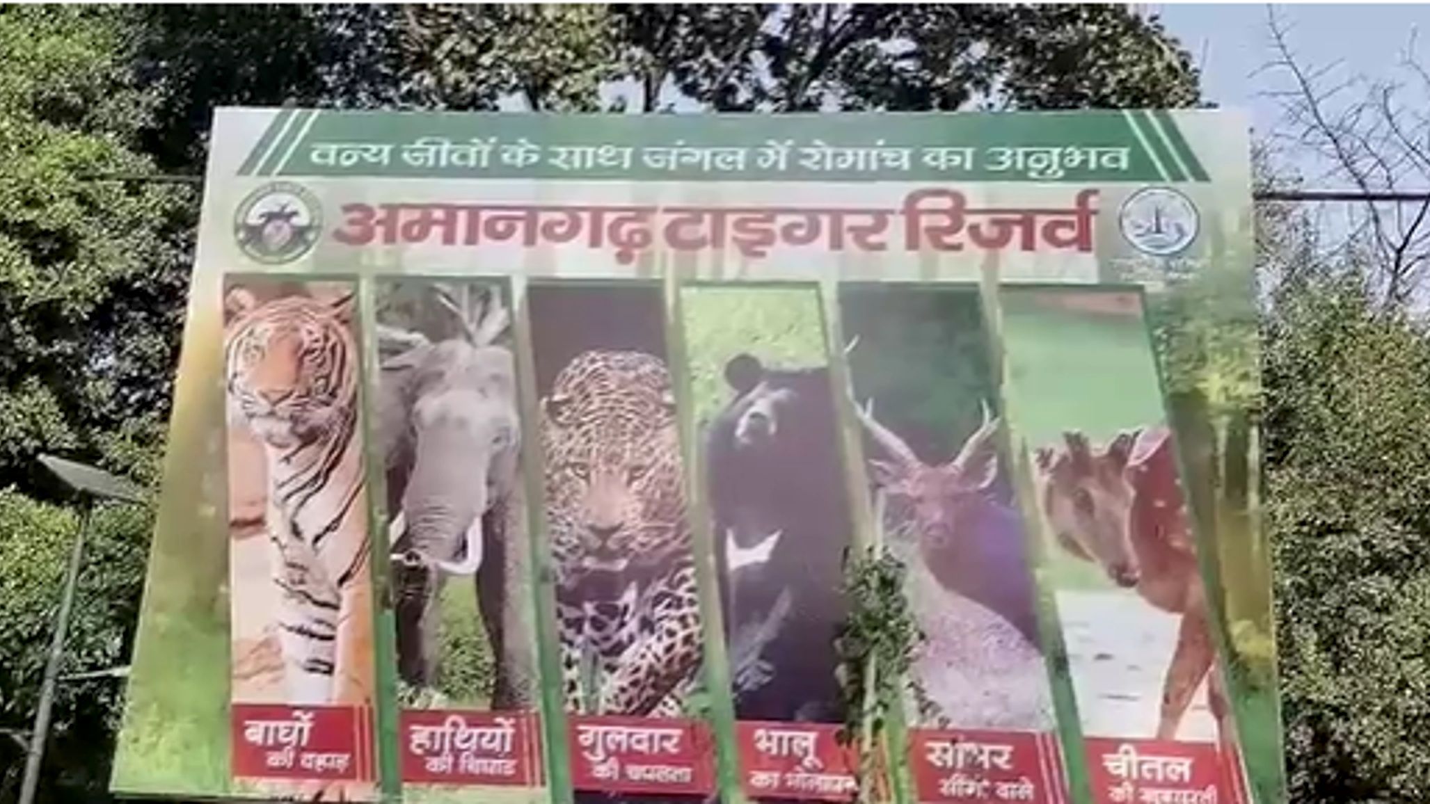 वन विभाग के मेहमान बने उल्लू के 6 बच्चे