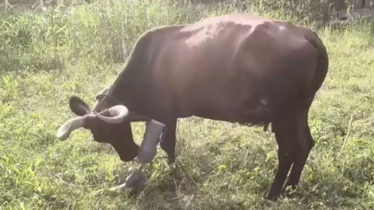 Cow Gets Artificial Leg