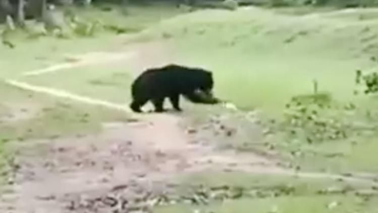 जंगल में फुटबॉल खेल रहा है भालू (फोटो- वीडियो ग्रैब)