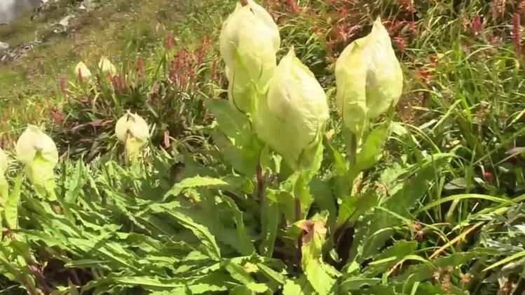 Badrinath's base camp is buzzing with Brahmakamal, see amazing view