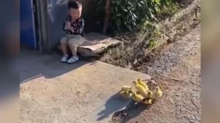 बच्चे और चूजों की मस्ती सोशल मीडिया पर वायरल 