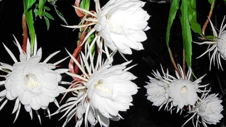 बद्रीनाथ में खिले ब्रह्रा कमल (फाइल- फोटो)