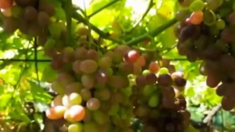 Ganderbal Famous for Grapes 