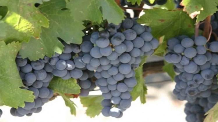 72 varieties of grapes can be grown in Kashmir