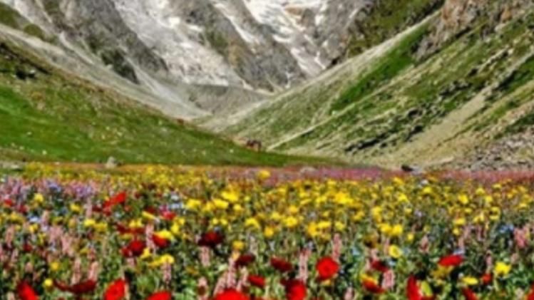 Himalayan Flowers