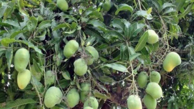 farm of Vadodara's farmer Ajit Thakor produces mangoes round-the-year
