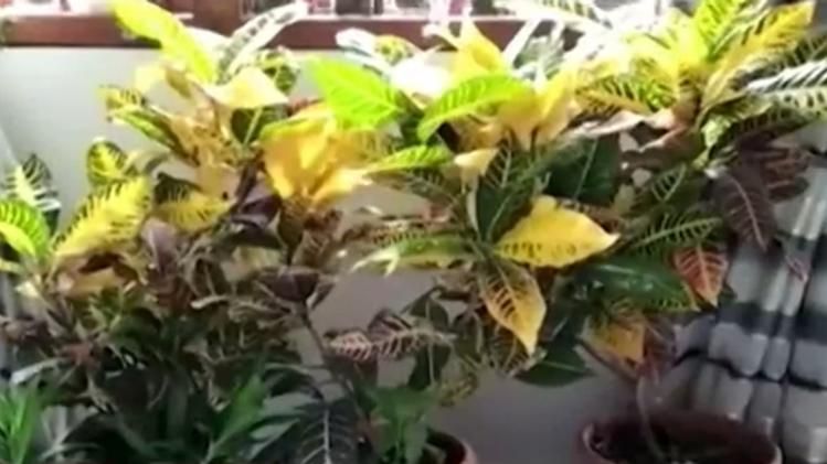 plants deliver vaccine technology 