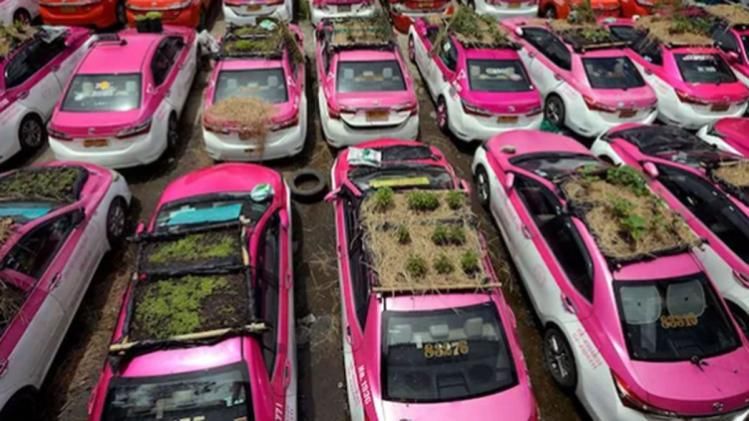 बैंकॉक में खड़ी कारों पर उग रही हैं सब्जियां