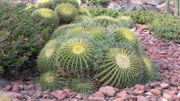 मध्य प्रदेश में है एशिया का सबसे बड़ा कैक्टस गार्डन.