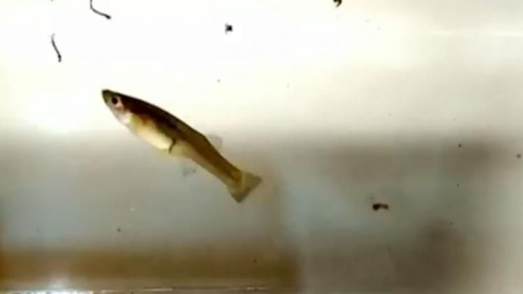 गम्बूसिया मछली नहीं डेंगू का काल 