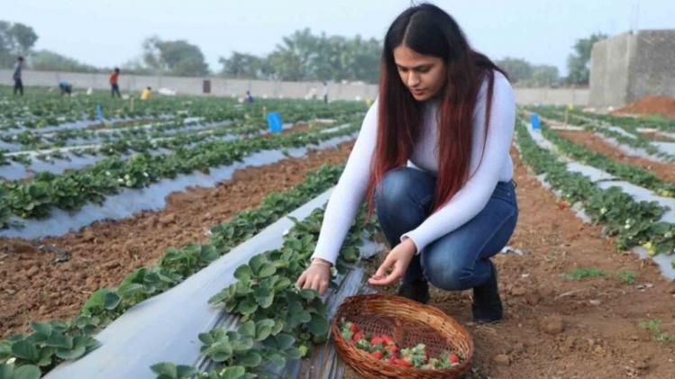Jhansi strawberry cultivator Gurleen Chawla 