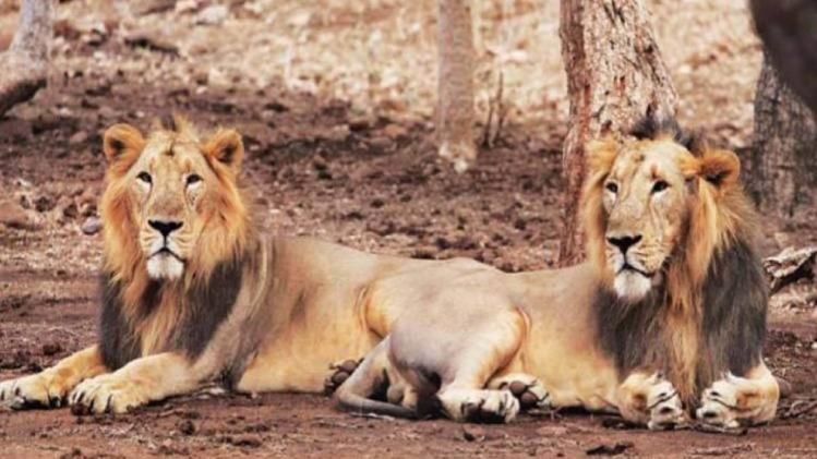 junagarh gir forest opens 