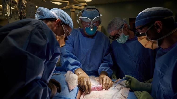 pig kidney into a patient