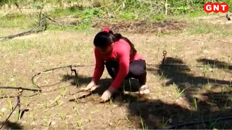 Babita farming on her land.