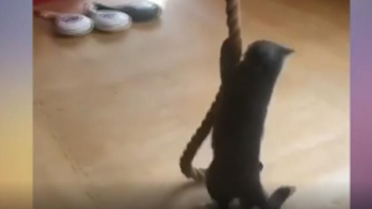 Viral Video Of Cat Commando Training