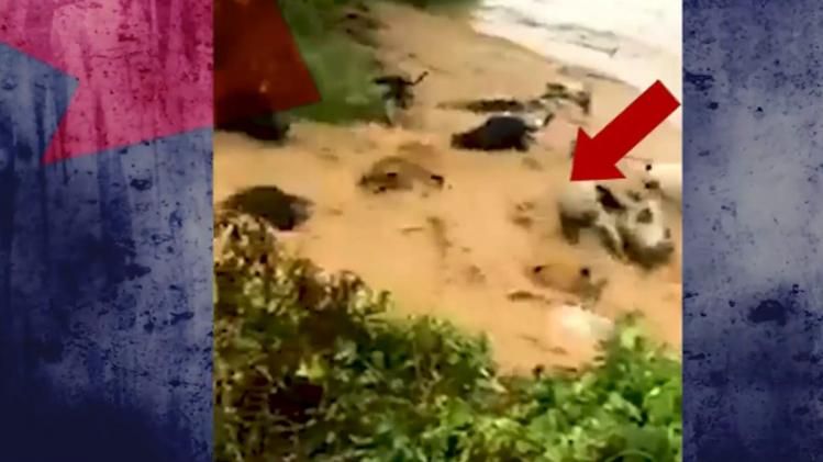 जानें क्या है इस वायरल वीडियो का सच