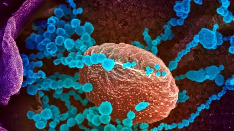 omicron new variant of corona