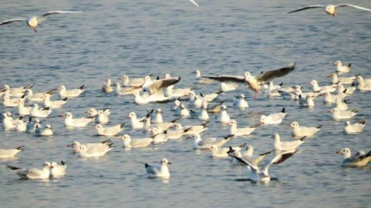 विदेशी मेहमानों से गुलजार है ओखला पक्षी विहार, 8 हजार प्रवासी पक्षियों ने डाला डेरा