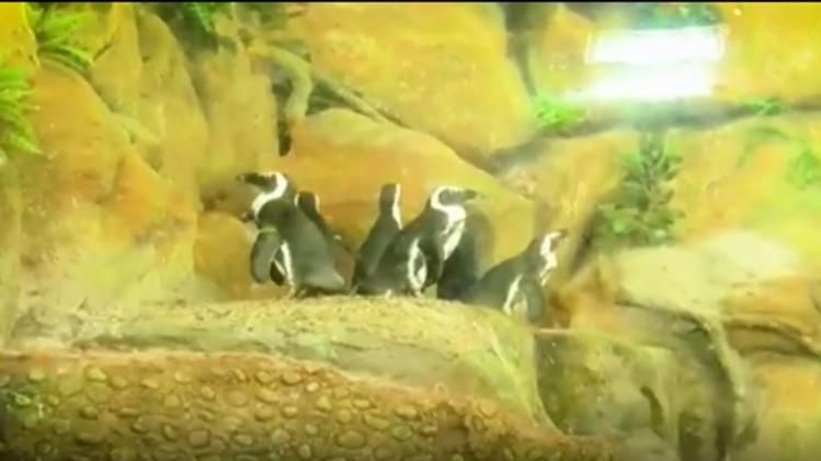 penguins in ahmedabad science city 