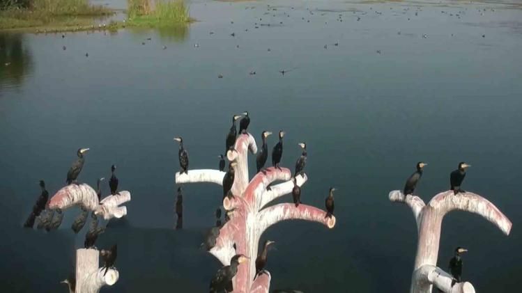 birds