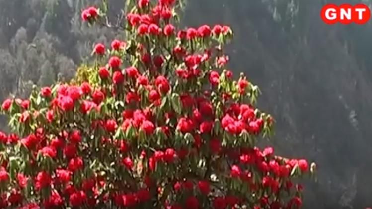  buransh plant may be defeated corona