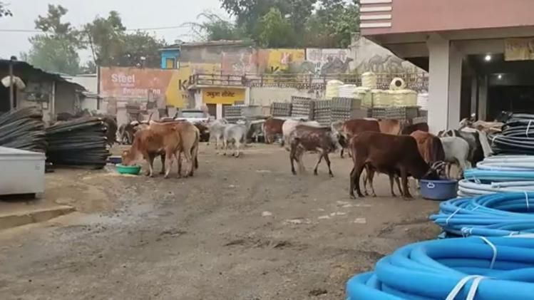 मुकेश साहू ने गौ सेवा को बनाया काम और धर्म