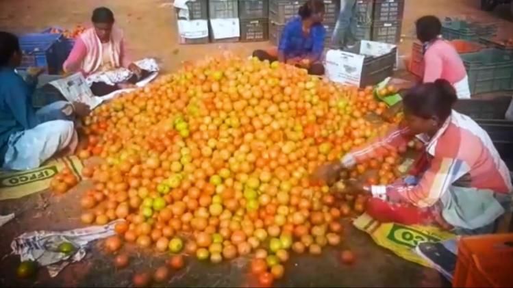 खट्टे टमाटर ने घोली जिंदगी में मिठास, खेती के साथ अब देते हैं रोजगार