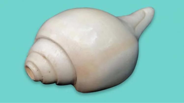 significance of conch shell 