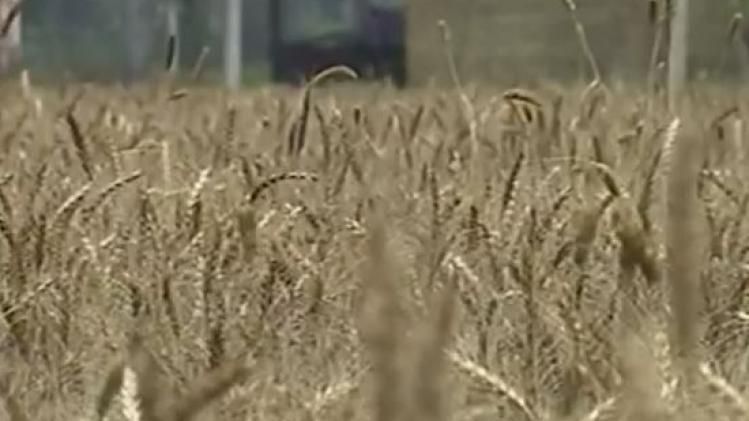 रूस-यूक्रेन युद्ध में किसानों को मिला आपदा में अवसर, भारत से गेंहू आयात करेगा मिस्र