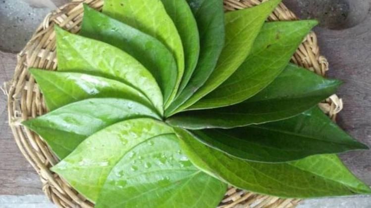 significance of betel leaf i