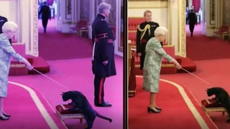 क्या बिल्ली को ब्रिटेन के सर्वोच्च नागरिक सम्मान से नवाजा 