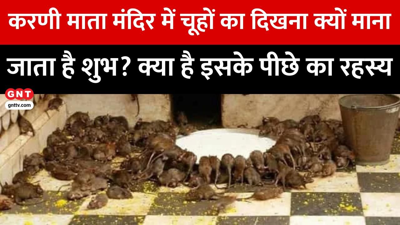 Karni Mata Temple Deshnok Bikaner: Mystery of White Rat 'Kaba', Sacred Prasad and Unique Rat Worship Traditions in India's Famous Hindu Temple. frvd