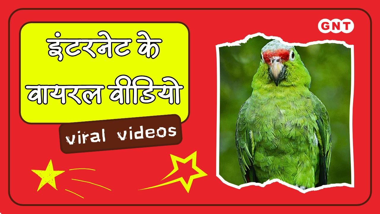 Viral Animal Antics: Dog Plays Tic-Tac-Toe & Patty-Cake, Cat Acts as Goalkeeper, Parrot Skateboards in Amazing Videos by Good News Today frvd