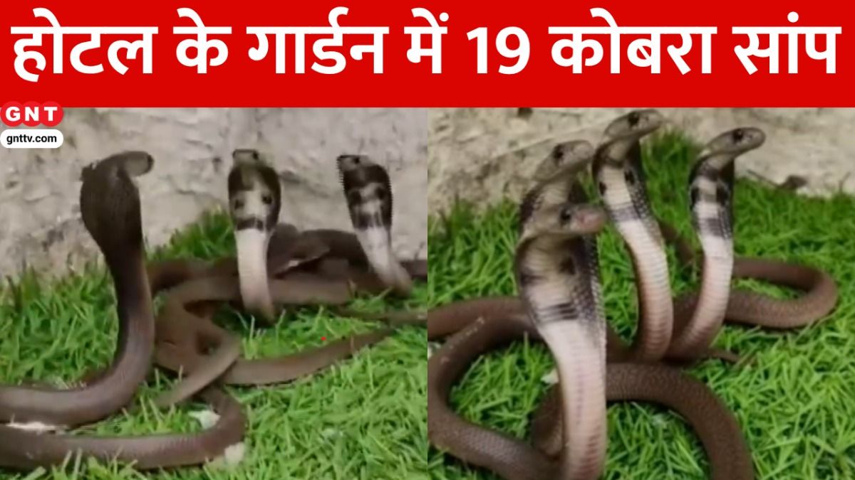 19 Cobra Snake in Hotel Garden