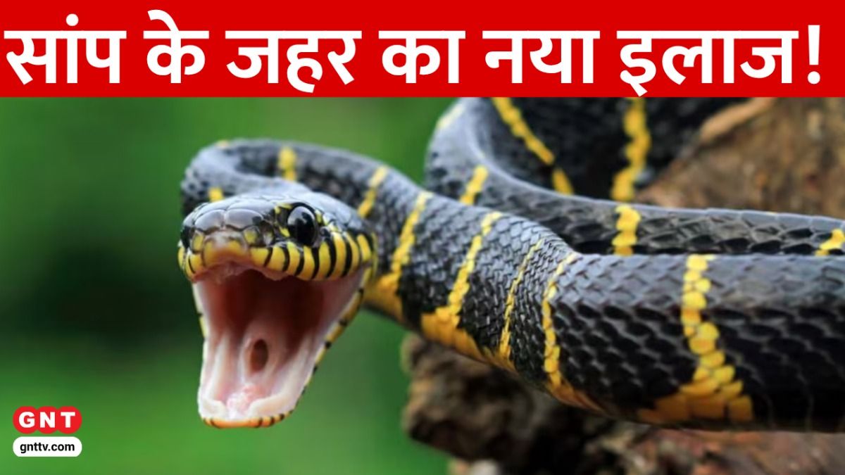 Snake Venom Treatment