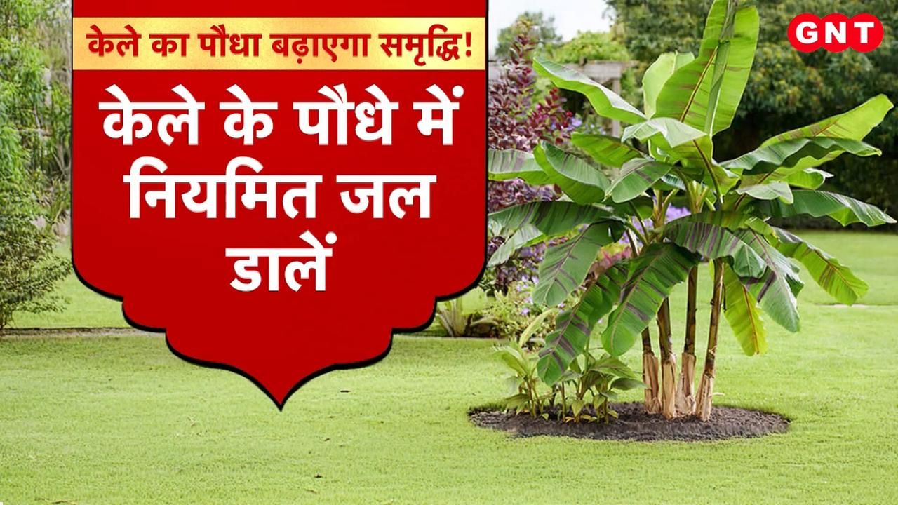Plants will change your luck in Sawan planetary defects will be removed know the astrological importance and remedies of different plants frvd
