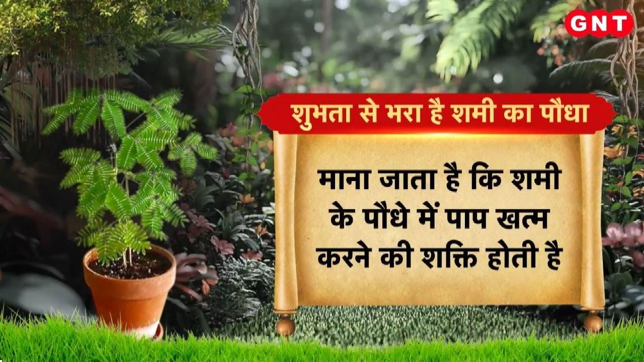 How to get rid of the ill effects of Saturn Shani Dosha What are the effective remedies involving the peepal and shami trees kdk frvd