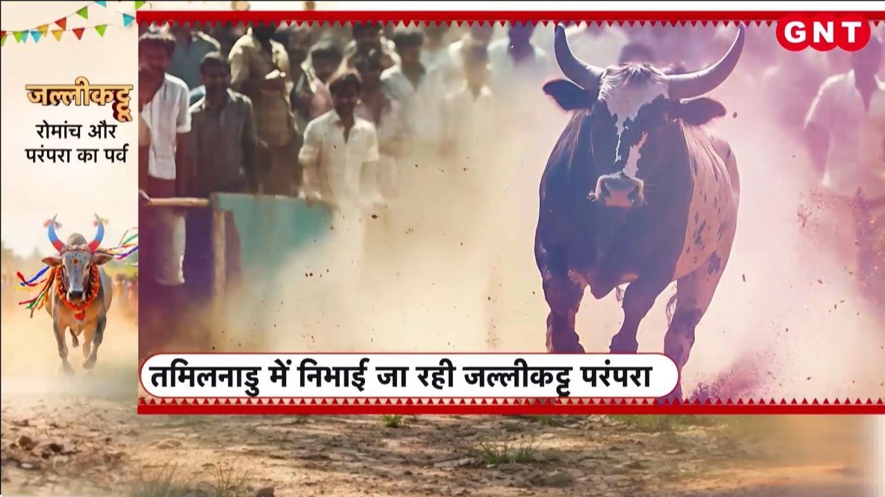 Why is Jallikattu played in Tamil Nadu Why do young men chase after bulls? Learn about the history of this sport kdk frvd