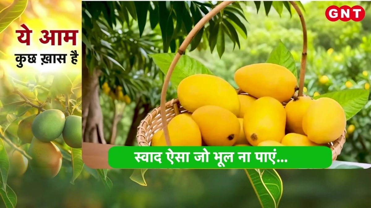 Indian Mangoes History