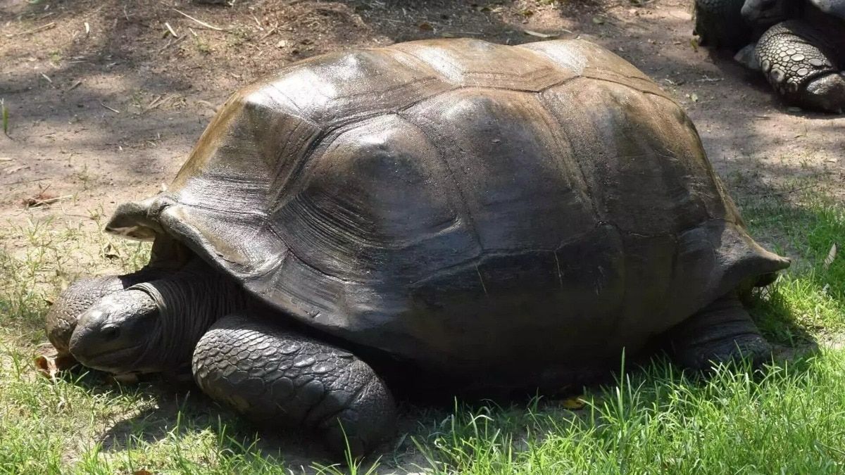 180 kg tortoise rescued from Navlakhi pond in Vadodara