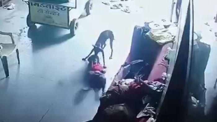 6 वर्षाच्या निष्पाप मुलाला कुत्रा चावला