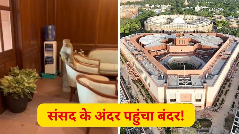 સંસદ ભવનની એમપી લોબીમાં પહોંચ્યો વાંદરો, જોરથી કૂદ્યો, VIDEO થયો વાયરલ સંસદ ભવનની એમપી લોબીમાં પહોંચ્યો વાંદરો, જોરથી કૂદ્યો, VIDEO થયો વાયરલ