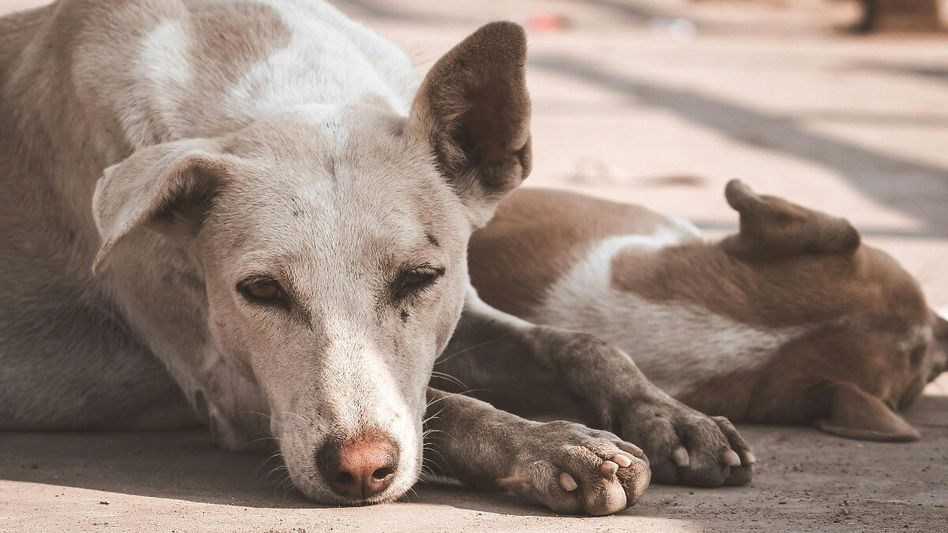Good news for stray dogs: SC orders release after sterilisation and vaccination Good news for stray dogs: SC orders release after sterilisation and vaccination